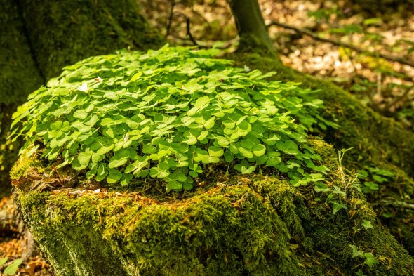 dicker Busch leuchtend grüner Glücksklee auf einem bemosten Baumstupf